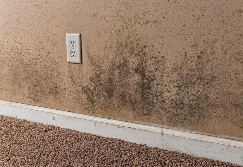 mold in basement