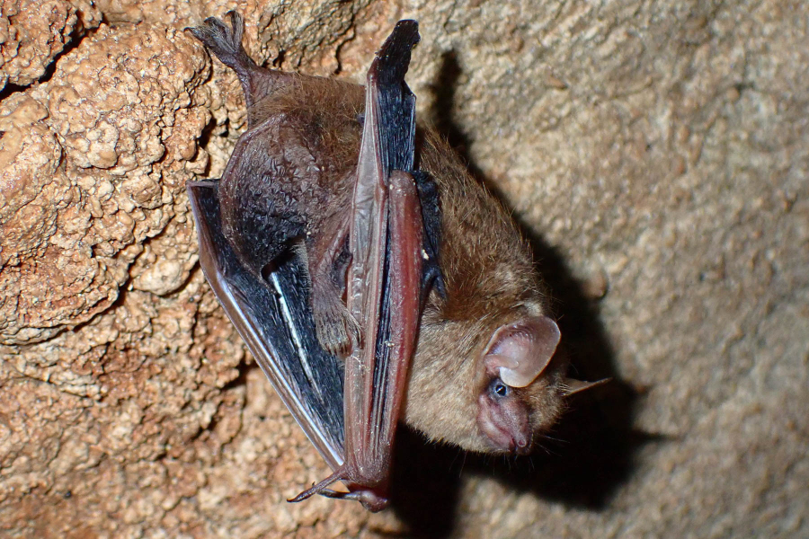 bat in basement